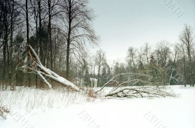 Broken tree