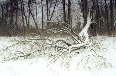 Broken tree in winter park