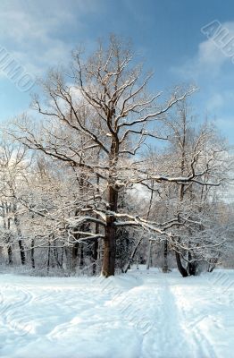 Oak tree in winter