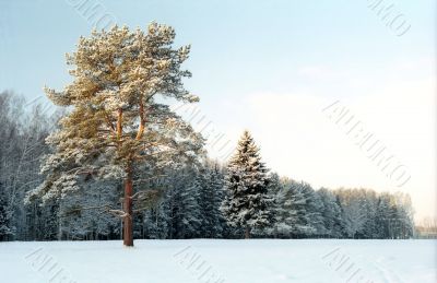 Pine-tree near winter forest