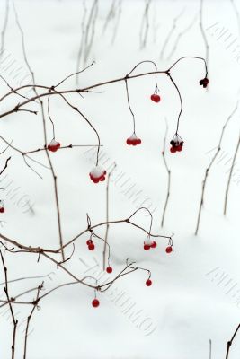 Red berries in winter