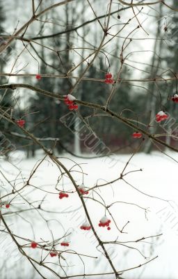 Red berries on winter trees background