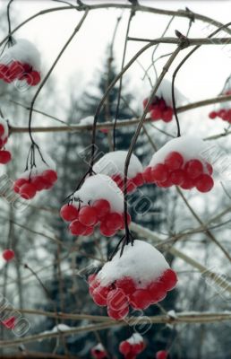 Red winter berries