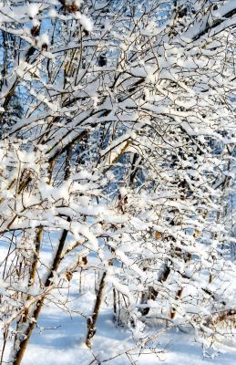Winter background