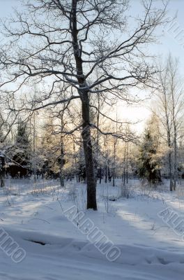 Winter soft colors