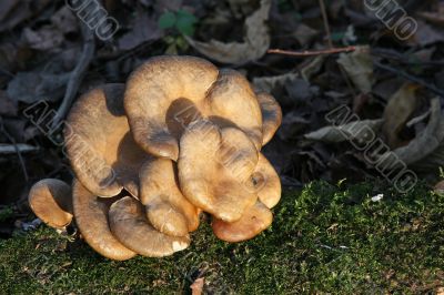 Mushrooms