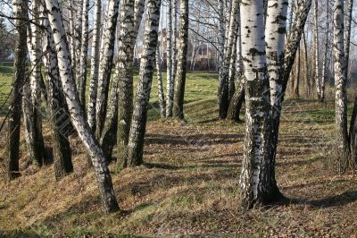 Among birches
