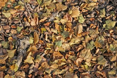 Autumn foliage