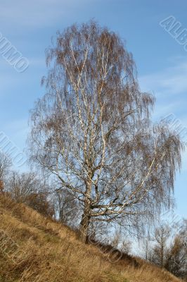 High birch
