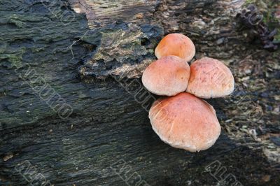 Mushrooms