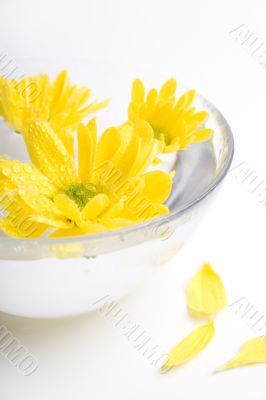 yellow flowers