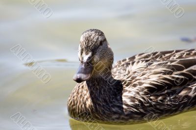 Swiming duck