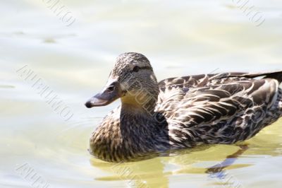 Swiming duck