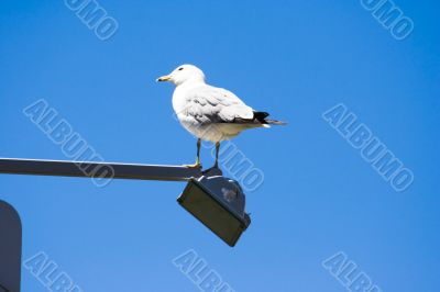 seagull at the light