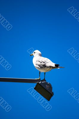 seagull at the light