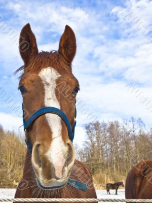 horses