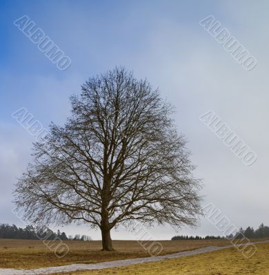 leafless tree