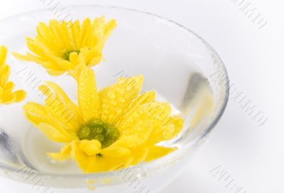 yellow flowers close up