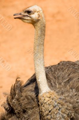 Ostrich