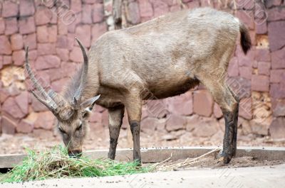 Deer Eating Grass