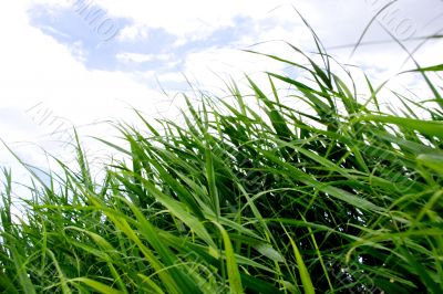 year landscape