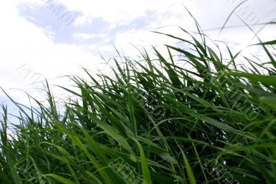 year landscape