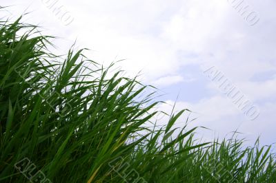 year landscape