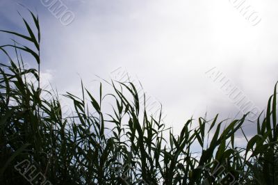 year landscape