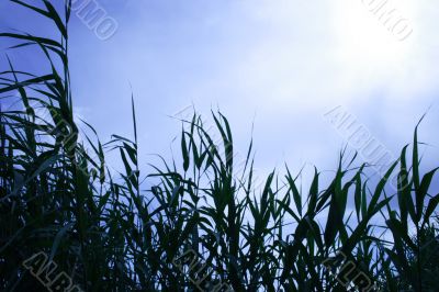 year landscape