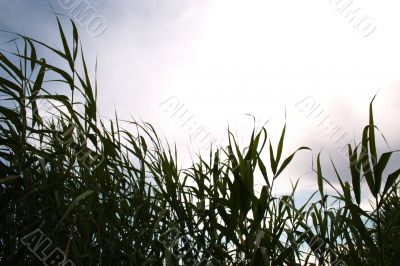 year landscape
