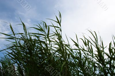 year landscape