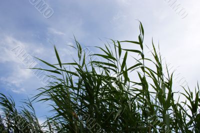 year landscape