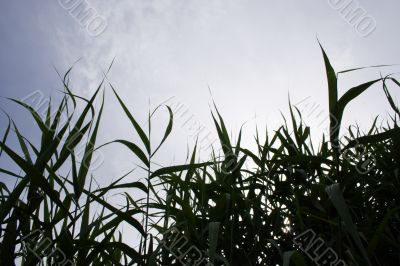 year landscape
