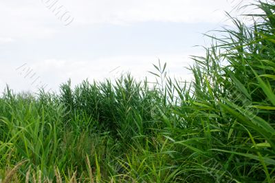 year landscape