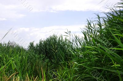 year landscape
