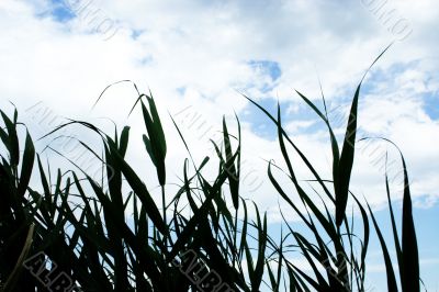 year landscape