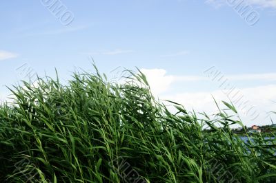 year landscape