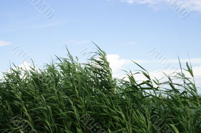 year landscape
