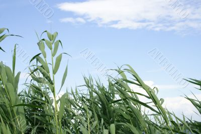 year landscape