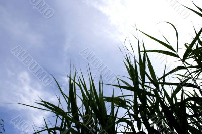 year landscape