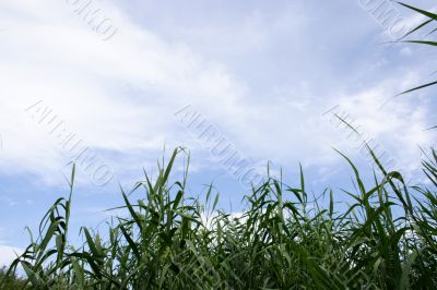 year landscape