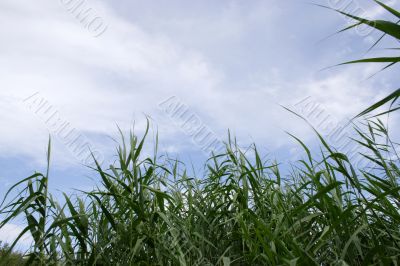 year landscape