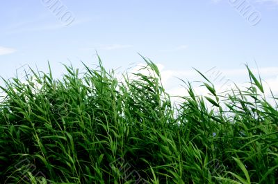 year landscape