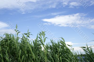 year landscape