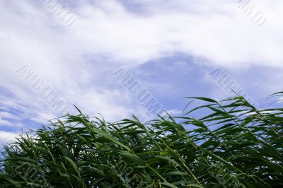 year landscape