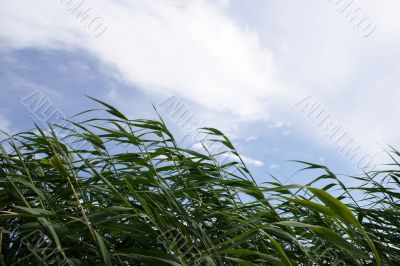 year landscape
