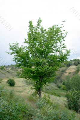  year landscape