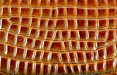 Skin of a crocodile