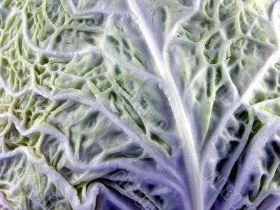 Cabbage sheet