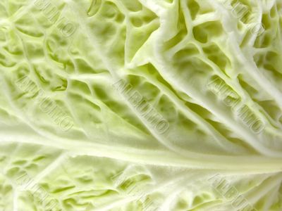Cabbage sheet